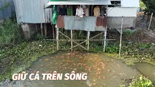 Đàn cá tự nhiên về sống ở bến sông nhà người dân Cù Lao Năng Gù, Bình Thuỷ (gần ngã 3 sông Vàm Nao)