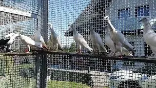 Czesc ptaków do zbycia. Tel. 601 55 20 90.