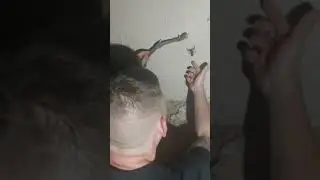 Ar&aacute;biai vastgfark&uacute; skorpi&oacute; (androctonus crassicauda)