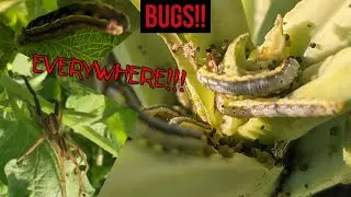 Bugs Are Crawling ALL OVER My Garden! PLUS Good Problems To Have!