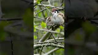 The jungle sparrow ..... #bird #birds #song #sound #nature #jungle #jungleanimals #wildlife