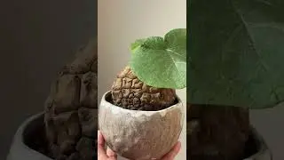 Моя коллекция каудексных растений 🌿✨ #caudex #stephania   ТГ-канал Potato club