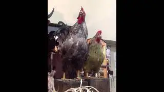 Talking Rooster and Hen Made by Characters Unlimited Inc.