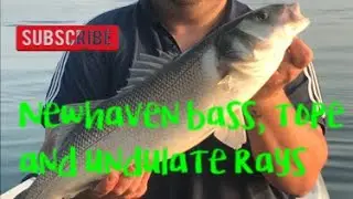 Small trailer boat Sea fishing for bass tope and undulate rays in newhaven marina
