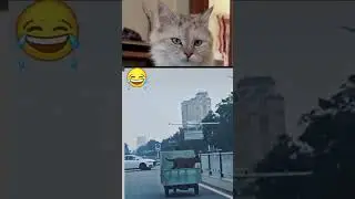 #funnycatreaction 😂 #funnyviral #nobbythecatreacts