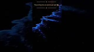 Magical Blue Tears Light Up Muscat's Night Ocean! Bioluminescent Waves in Oman 😍 (