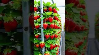 technique for growing strawberries hydroponically in a greenhouse #farming #agriculture #shorts