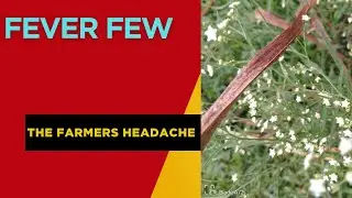 Parthenium Hysterophorus ,carrot grass, Santa Maria, feverfew.  The farmers headache.