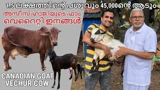 CANADIAN PYGMY GOAT & VECHUR COW | VARIETY FARM ANIMALS AT AZEEZ HAJI'S FARM TIRUR MALAPPURAM