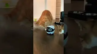 I love this futuristic gadget for my pet! ❤️#shorts #youtubeshorts #amazonpicks