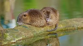 Life of wild nutria