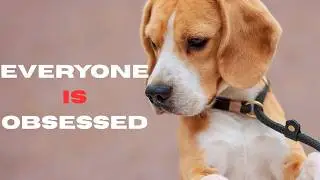 The Internet Is Obsessed With These Dogs (For Good Reason)