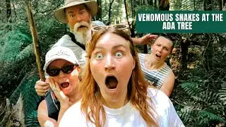 Venomous snakes at the Ada Tree | living in Australia things