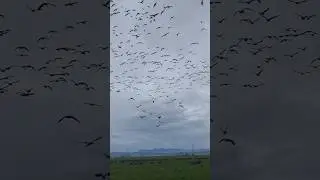 Oregon Cackling Geese do it better! #duckhunting #goosehunting #birdhunting #birds #duckhunt #goose