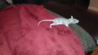 6 week old rat popcorning