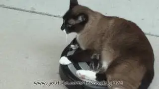 Roomba Drivers Cat VS. Baby Chick. Snowshoe Siamese mix RoombaCat Max-Arthur