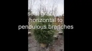 We Grow Shade Loving Hemlocks