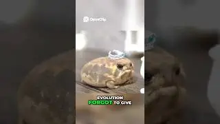 Эта лягушка &mdash; воплощение ощущений понедельника утром.
