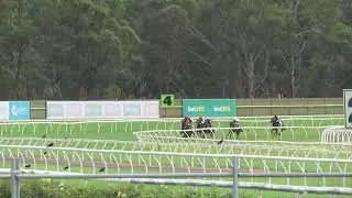 Shipstern Bluff the race!  Her first barrier trial at Bendigo Racecourse.