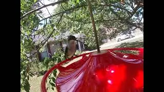 Female Ruby Throated Hummingbird Feeding Under Tree Canopy