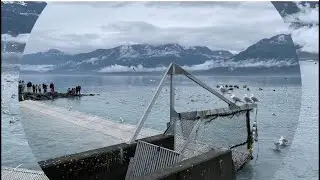 SOLOMON GULCH HATCHERY | Valdez Alaska nature & views | Family trip part2
