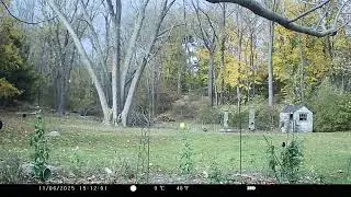 Trail Camera A - Bird Feeders 11 06 2025