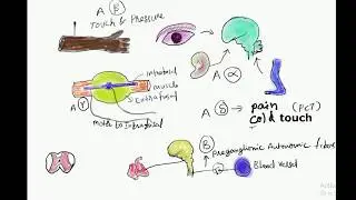 erlanger gasser classifications of nerve fibers