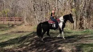 SUPER SMOOTH FLASHY BLACK AND WHITE SPOTTED SADDLE MARE, TRAIL HORSE DELUXE