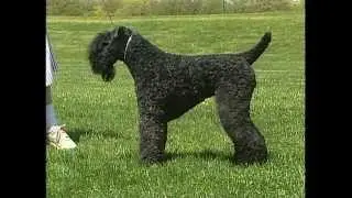 Kerry Blue Terrier - AKC Dog Breed Series