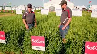 SeCan BW980 CWRS wheat