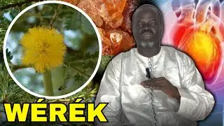 🌴 Ndiarignou Wérék : Vertus de l’acacia Sénégal - Pr Ousmane Ndiaye - SAMA XALAAT TV