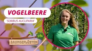 Vogelbeere | Baumgefl&uuml;ster #80
