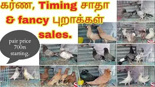 FANCY & karna புறாக்கள் lot sales #vpmpets #dove #fancydove #pigeon #birds #fantailpigeon #karna