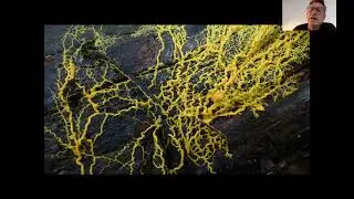 Pheromone Trails
