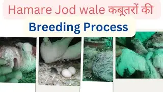 Hamare jode wale kabutar ki breeding process🤩😍| #shorts #kabutar #breedingprocess