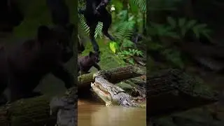 Savage Jungle Fight ‼️Black Panther Destroys Wild Prey Instantly #wildlife #jungle #predator