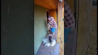 Man Tries Petting Porcupine and Gets Exploded with Spikes #Shorts #SecurityCamera #FunnyAnimals