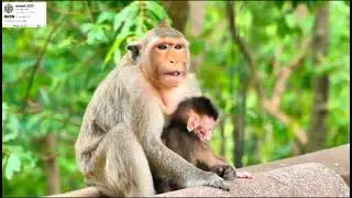 Wow, the special activity where the little monkey walks well to find its mother.