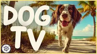 DOG TV - Mental Stimulation for Dogs at Home 🏡🐶
