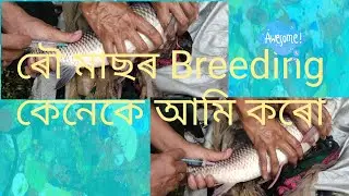 Fish farming in india,Rohu fish spawn production, fish , Assam, fish farming at home,