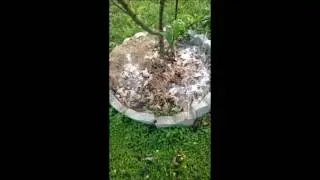 elberta peach tree