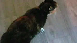 Tormenting Cats (lol) - Tap under feet