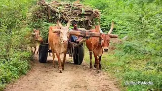 Bullock Cart Ride | Bullock Cart Race | Bullock Cart Videos | Bull Farming Videos | Bullock Media