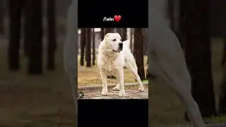 собаки🥰