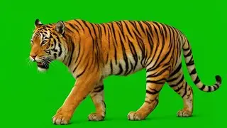 Tiger green screen // how to use green screen // #trending #viralvideo #tiger