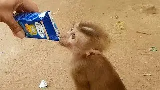 Pity orphan pigtail monkey Axel feeding milk | Poor monkey Axel go walking around