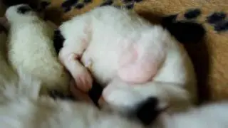 CUTE NEWBORN KITTENS! - DAY 1