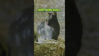 This Adorable Animal Needs &ldquo;Genetic Rescue&rdquo;