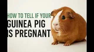Is My Guinea Pig Pregnant? | Signs, Care Tips & What To Do