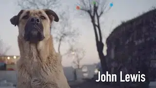 John Lewis Christmas Advert 2024 - The Stray and the Stone